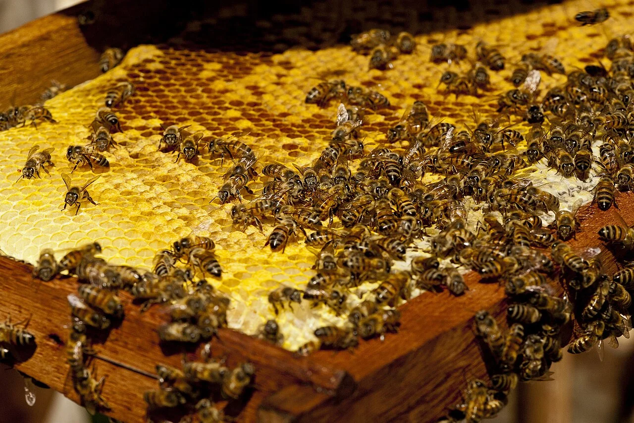 Africanized killer bees